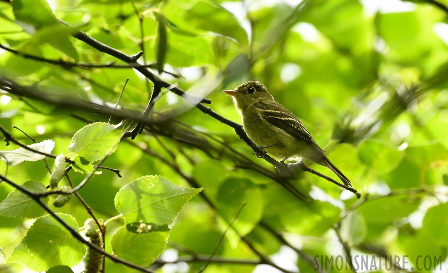 Empidonax flaviventris [400 mm, 1/1250 Sek. bei f / 7.1, ISO 3200]